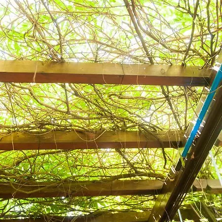 Гостевой дом Pensiunea Ingrid 4*